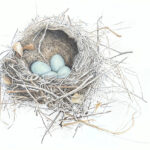 Nest Espérance